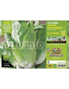 CICORIE E RADICCHIO PAN DI ZUCCHERO INVERNALE ORTO MIO CONTENITORE