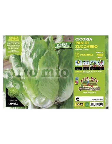 CICORIE E RADICCHIO PAN DI ZUCCHERO INVERNALE ORTO MIO CONTENITORE
