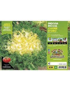 INDIVIA RICCIA A CUORE D′ORO ORTO MIO CONTENITORE