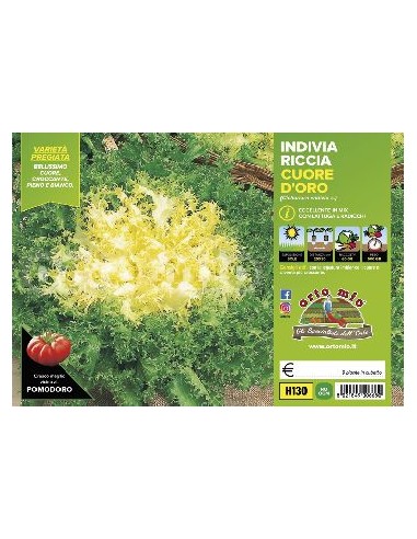 INDIVIA RICCIA A CUORE D′ORO ORTO MIO CONTENITORE