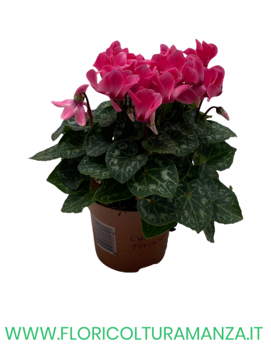 CICLAMINI SUPER COMPACT VASO 10,5