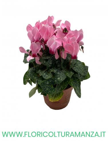 CICLAMINI SUPER COMPACT VASO 10,5