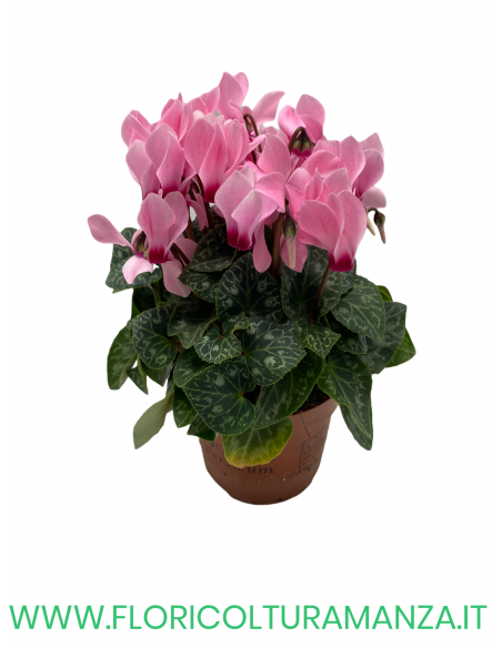 CICLAMINI SUPER COMPACT VASO 10,5