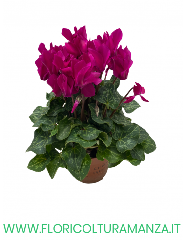 CICLAMINI SUPER COMPACT VASO 10,5