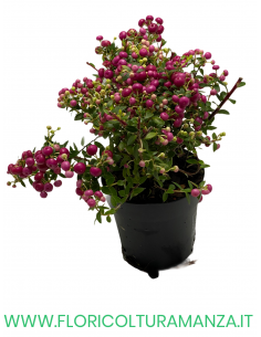 PERNETTYA VASO 11