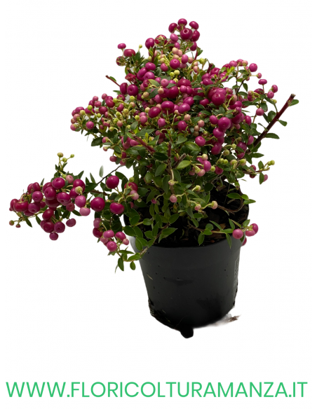 PERNETTYA VASO 11