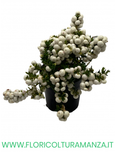 PERNETTYA VASO 11 2