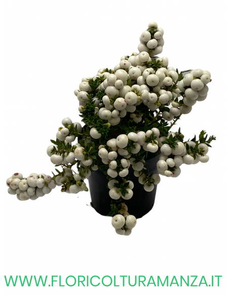 PERNETTYA VASO 11