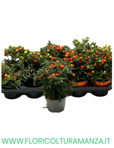SOLANUM VASO 11