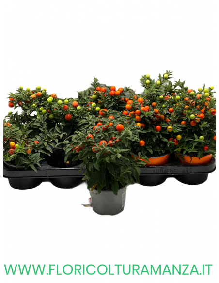 SOLANUM VASO 11