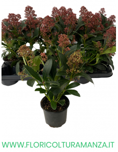 SKIMMIA RUBELLA Japponica VASO 10