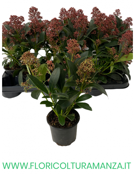 SKIMMIA RUBELLA Japponica VASO 10