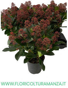 SKIMMIA RUBELLA Japponica VASO 12 6/8 fiori