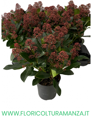 SKIMMIA RUBELLA Japponica VASO 12 6/8 fiori