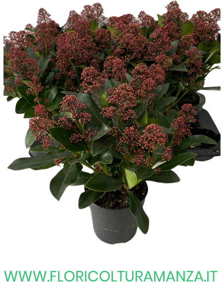 SKIMMIA RUBELLA Japponica VASO 12 6/8 fiori