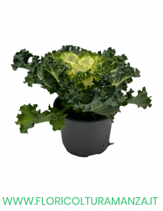 BRASSICA OLERACEA VASO 10