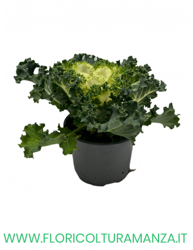 BRASSICA OLERACEA VASO 10