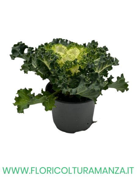 BRASSICA OLERACEA VASO 10