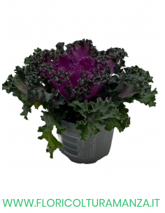 BRASSICA OLERACEA VASO 10 2