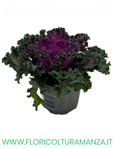BRASSICA OLERACEA VASO 10