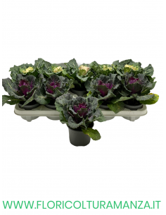 BRASSICA OLERACEA VASO 10