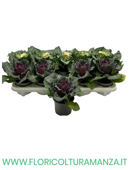 BRASSICA OLERACEA VASO 10