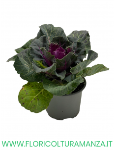 BRASSICA OLERACEA VASO 10 2