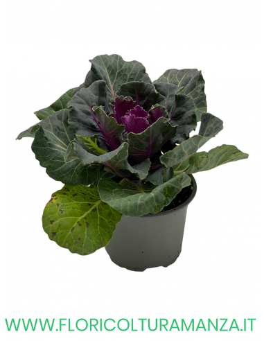 BRASSICA OLERACEA VASO 10