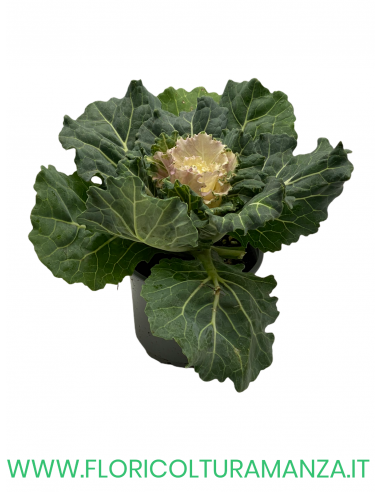 BRASSICA OLERACEA VASO 10