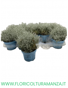 CALOCEPHALUS  VASO 10