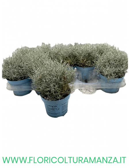 CALOCEPHALUS  VASO 10