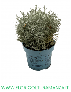 CALOCEPHALUS  VASO 10 2