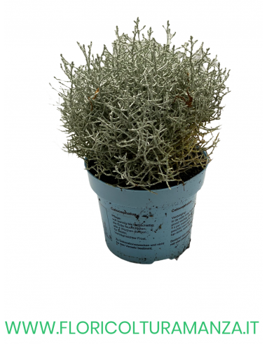 CALOCEPHALUS  VASO 10
