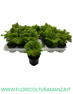 SELAGINELLA VASO 9