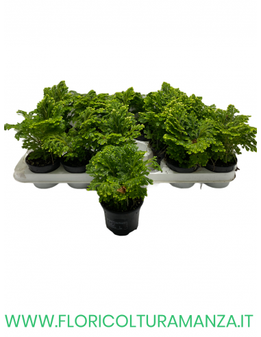 SELAGINELLA VASO 9