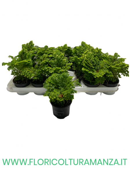 SELAGINELLA VASO 9