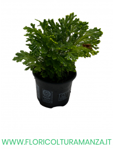 SELAGINELLA VASO 9 2