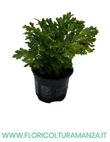 SELAGINELLA VASO 9