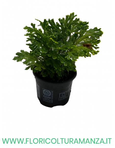 SELAGINELLA VASO 9