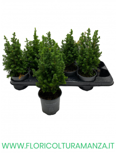 CHAMAECYPARIS THYOIDES EXCELLENT VASO 12