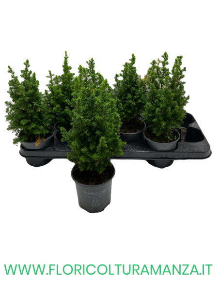 CHAMAECYPARIS THYOIDES EXCELLENT VASO 12