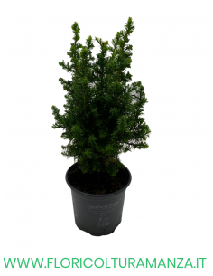 CHAMAECYPARIS THYOIDES EXCELLENT VASO 12 2