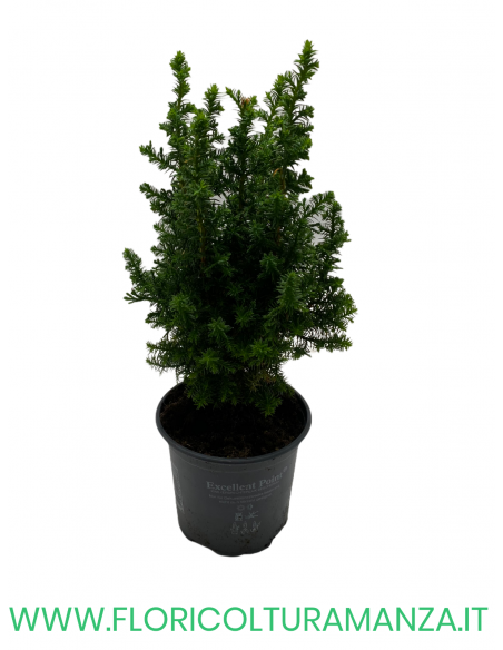 CHAMAECYPARIS THYOIDES EXCELLENT VASO 12