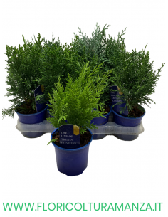 CHAMAECYPARIS LAWSONIANA STARDUST VASO 9