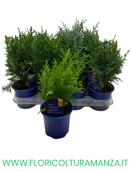 CHAMAECYPARIS LAWSONIANA STARDUST VASO 9