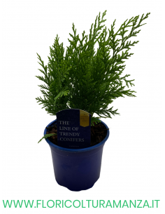CHAMAECYPARIS LAWSONIANA STARDUST VASO 9 2