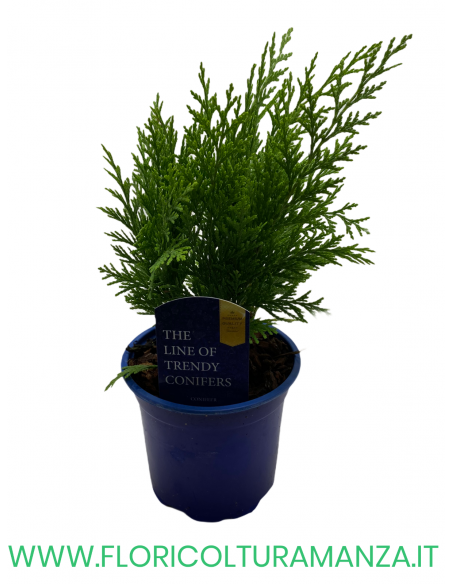 CHAMAECYPARIS LAWSONIANA STARDUST VASO 9