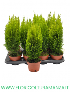CHAMAECYPARIS LAWSONIANA ELLWOODII VASO 13