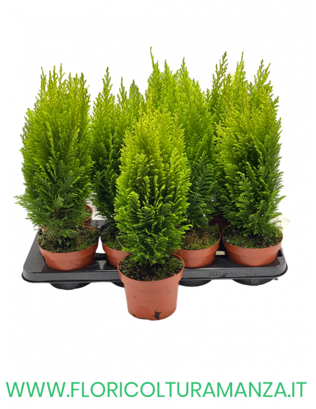 CHAMAECYPARIS LAWSONIANA ELLWOODII VASO 13