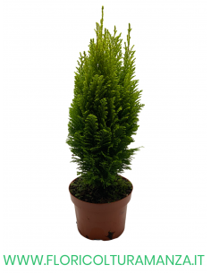 CHAMAECYPARIS LAWSONIANA ELLWOODII VASO 13 2